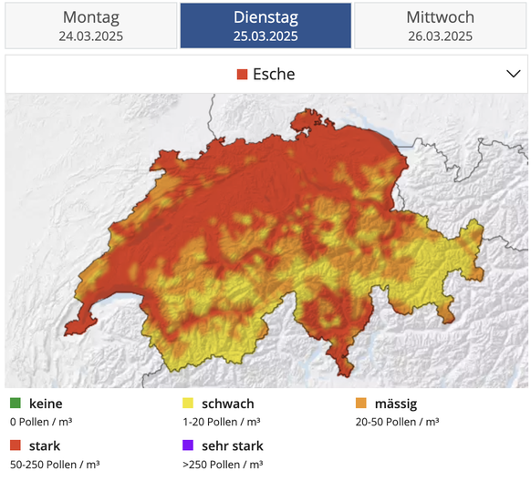 Die Esche-Pollenebelastung wird in den nächsten Tagen stark sein.