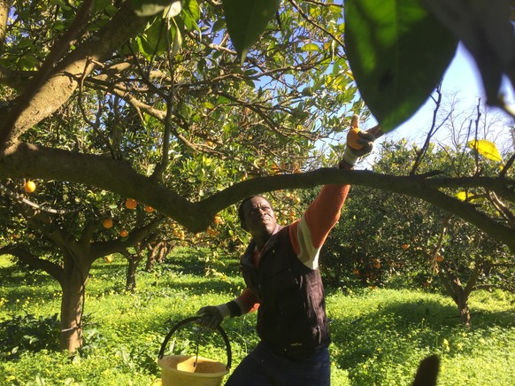 In this photo taken on Wednesday Feb. 3, 2016, 40-year-old Pape Badji, from Dakar, Senegal, picks oranges in a field owned by the cooperative SOS Rosarno, created by Nino Quaranta and other small Cala ...