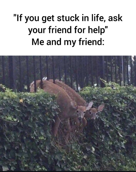 Picdump 158 вЂ“ in dubio pro Memes\nрџ¤·рџЏ»вЂЌв™ЂпёЏрџ¦Њ