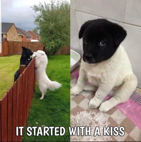 31 absolut sГјsse Tiere, die du nicht verpassen mГ¶chtest\nHihihihiiiii iГ¶Г¶Г¶Г¶Г¶Г¶! рџ¤—