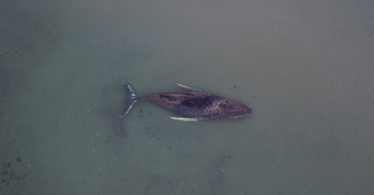 Der Wal in der Ostsee bewegt sich kaum noch – die neusten Entwicklungen
