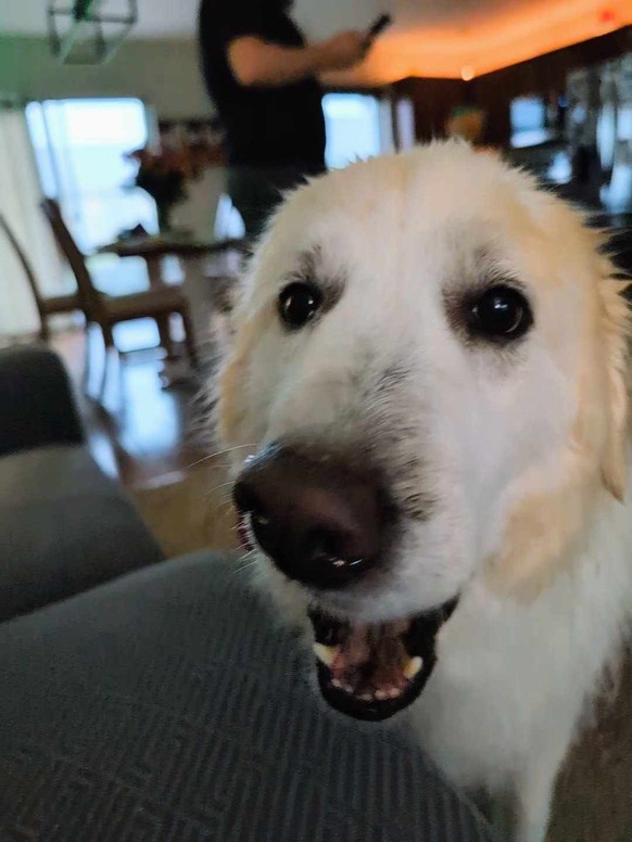 cute news tier hund

https://imgur.com/gallery/daily-dose-of-winter-day-1015-deZY0rH#/t/aww