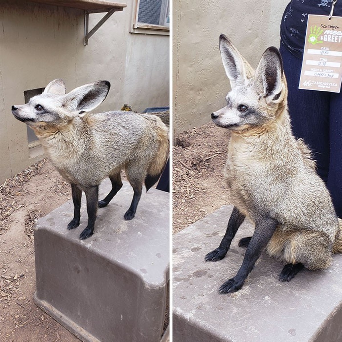 cute news tier mit grossen ohren fuchs Bat-eared fox Löffelhund

https://www.reddit.com/r/foxes/comments/125a5j5/a_bat_earred_fox_i_got_to_meet_and_greet/