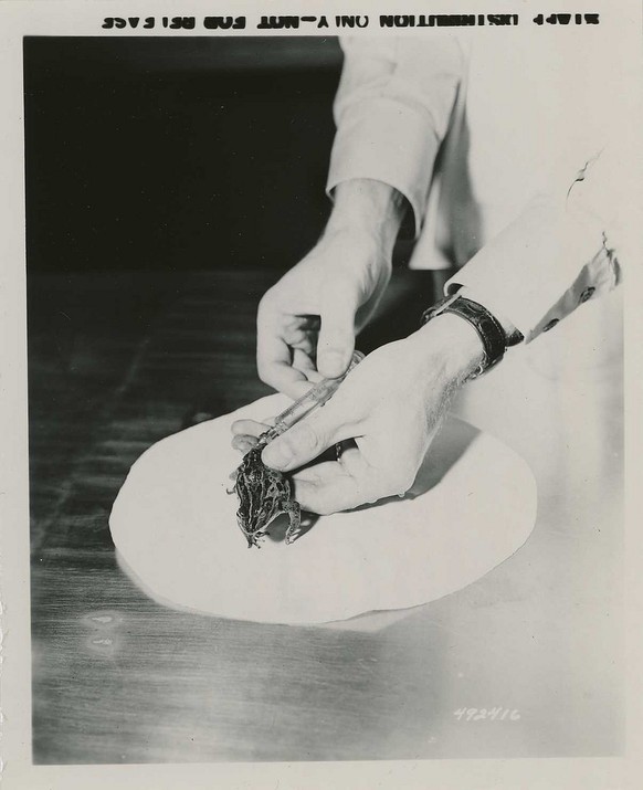 Injection of Sample Urine to the Dorsal Lymph Sac of Frog