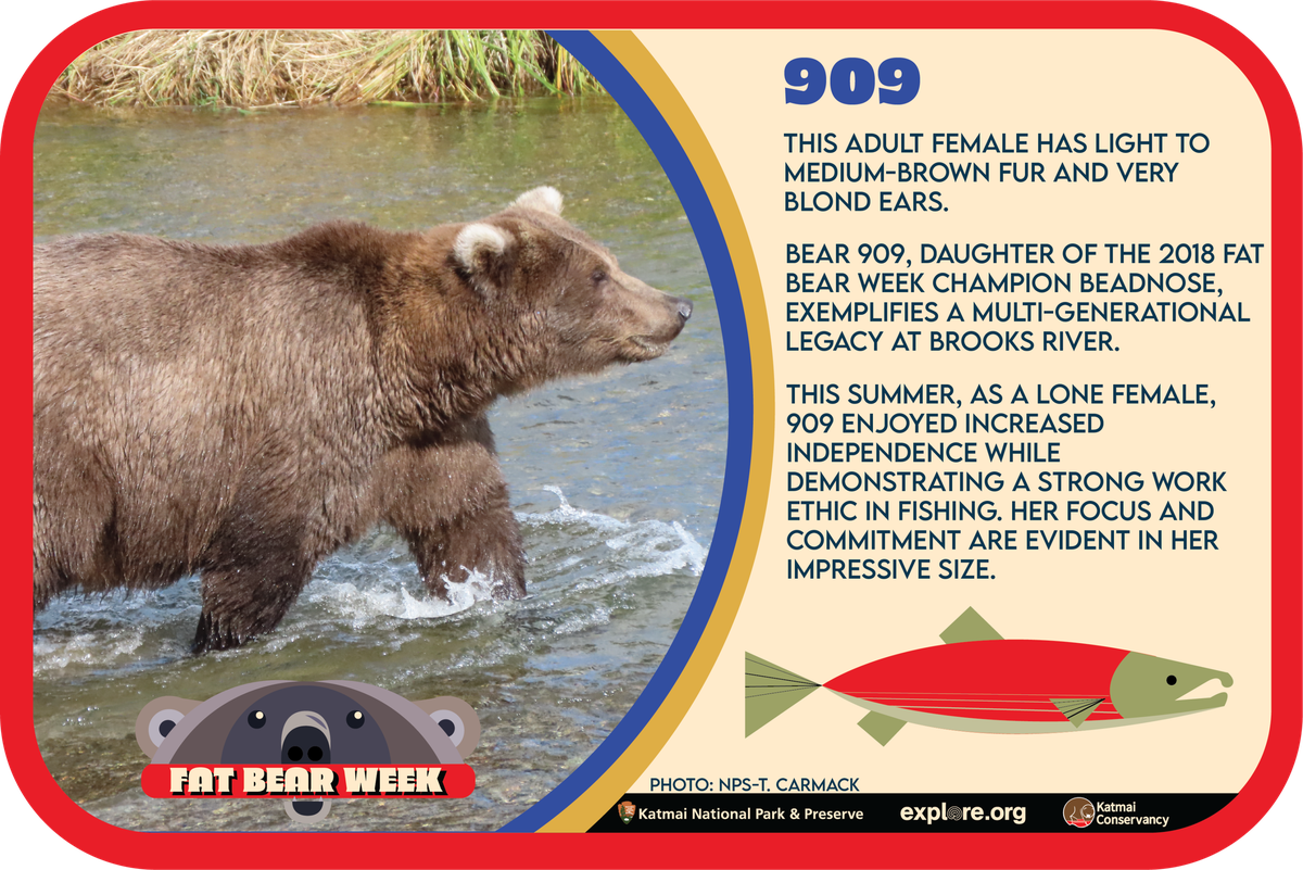 Bärin 909 bei der «Fat Bear Week».