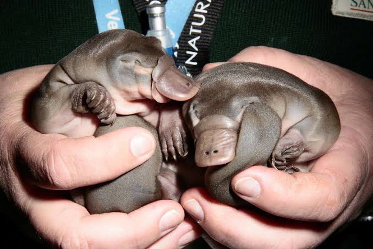 Australien Tiere