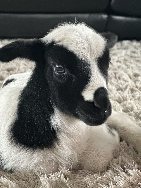 cute news animal goat https://www.reddit.com/r/Animal/comments/11kn3bo/my_friend_just_got_this_and_thinks_its_a_sheep/