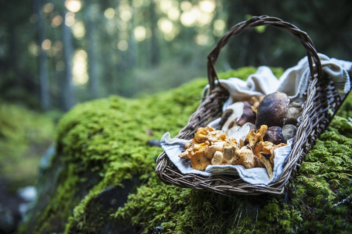 Lust, Pilze zu sammeln? Hier ein paar Tipps für Einsteiger