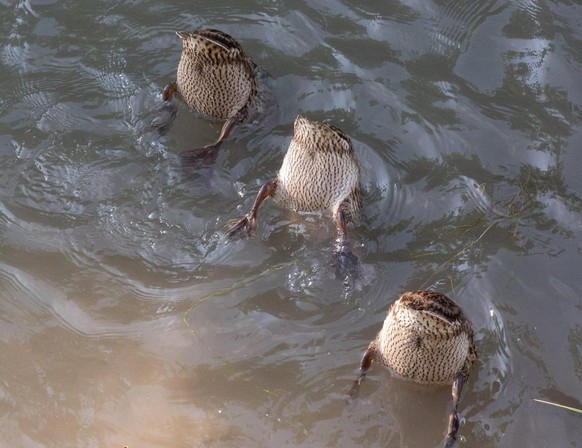 cute news tier enten

https://www.reddit.com/r/BirdButts/comments/1u5hr2y/young_mallards_posing/