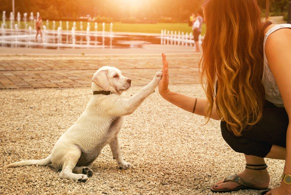 Hund mit Frau