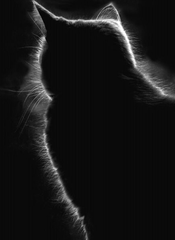 Katzensilhouette.

https://www.pinterest.com/pin/432697476680459429/