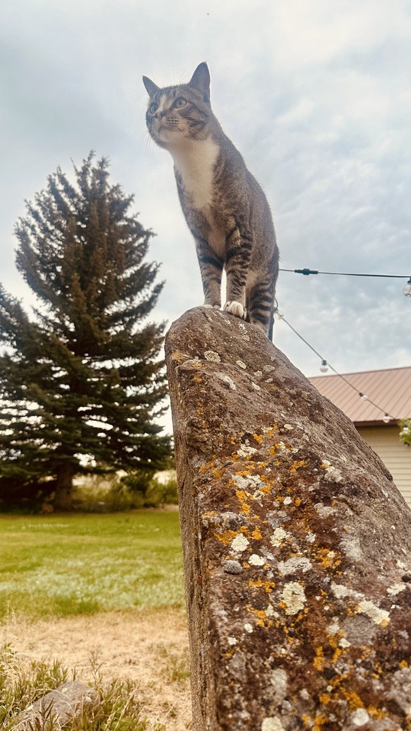 cute news tier katze

https://imgur.com/gallery/all-mighty-goose-awGNK3e#/t/aww