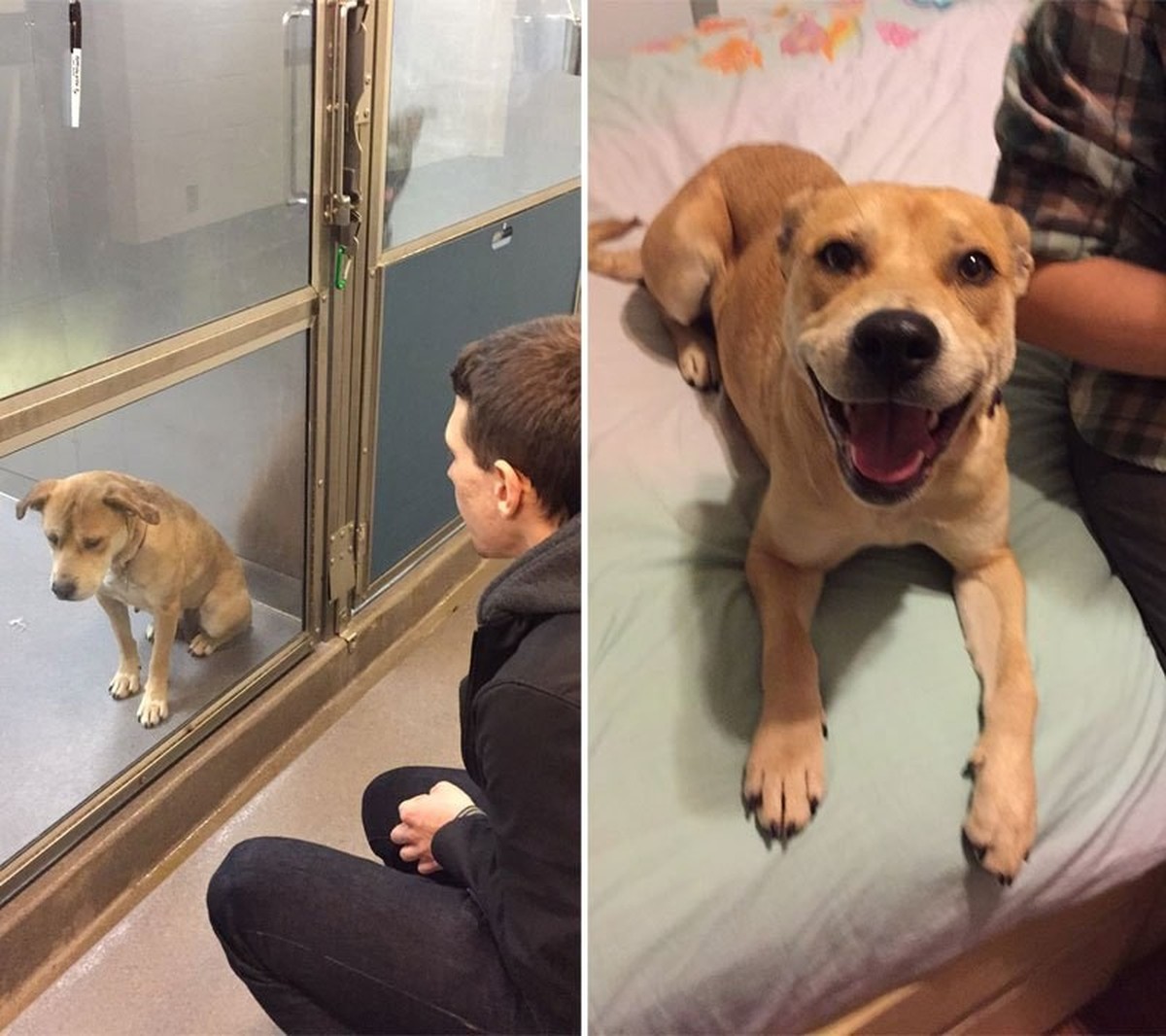 Vor der Adoption und in neuem Zuhause.