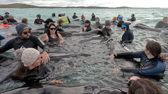 epa10768978 A handout photo made available by Western Australia&#039;s state Department of Biodiversity, Conservation and Attractions shows volunteers working to keep a pod of long-finned pilot whales ...