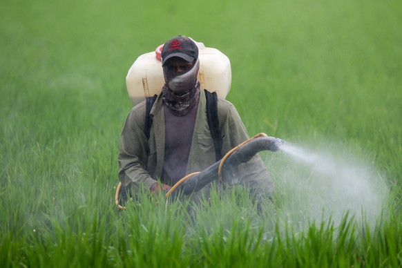 epa12864431 A farm worker sprays fertilizer on a paddy field in Sabak Bernam district, Selangor state, Malaysia, 01 April 2026. Conflict in the Middle East has driven up energy prices, raising the cos ...