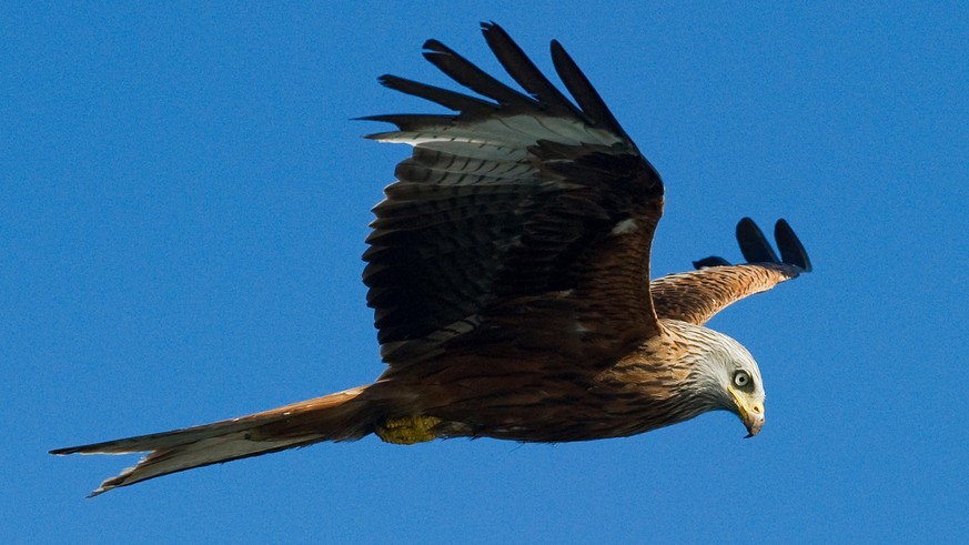 ARCHIV - Ein Rotmilan (Milvus milvus) am Himmel über dem Naturpark «Feldberger Seenlandschaft» unweit von Feldberg in Mecklenburg-Vorpommern, aufgenommen am 17.06.2010. Am 09.01.2018 beginnt in Ansbac ...