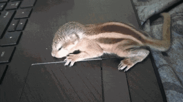 Animated GIF