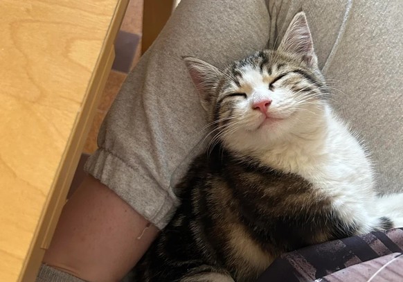 Katz schlafen