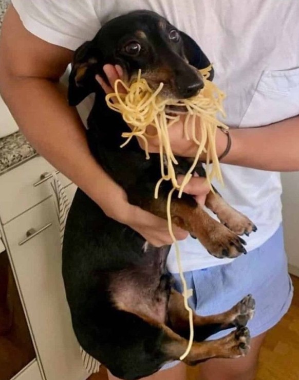 cute news tier hund