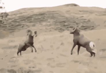 Animiertes GIF