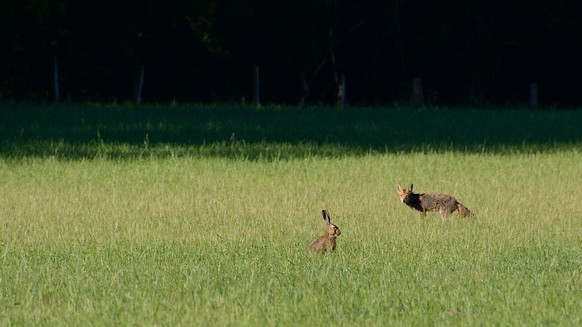 Hase und Fuchs