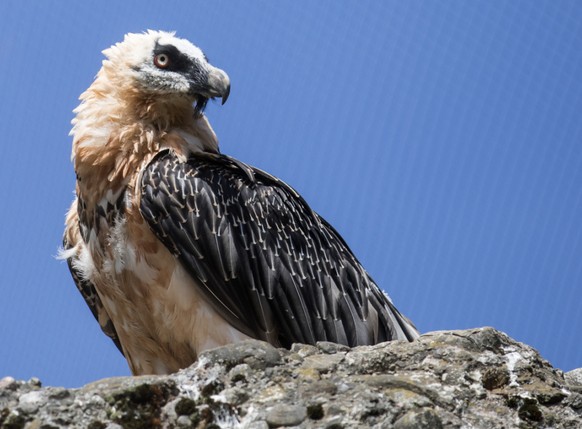 Ein Bartgeier 2018 im Tierpark Goldau. (Archivbild)