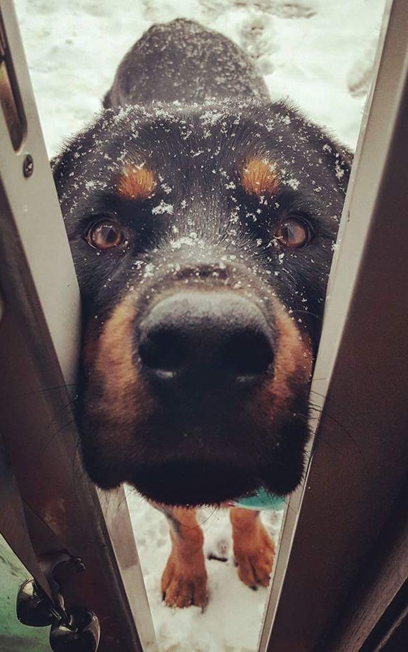 Hund im Schnee
Cute News
https://imgur.com/gallery/uHnvQ