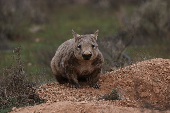 Lasiorhinus latifrons (Owen, 1845), Southern Hairy-nosed Wombat, Brookfield Conservation Park, Blanchetown, South Australia, 15 August 2018

südlicher haarnasenwombat