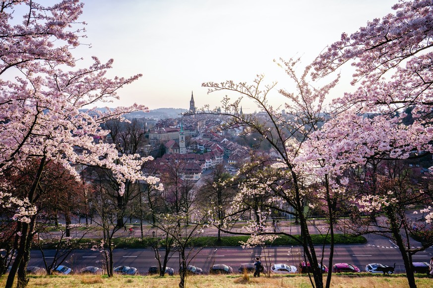 Kirschblüte im Rosengarten Bern Rauszeit Kirschblüte in Schweizer Städten