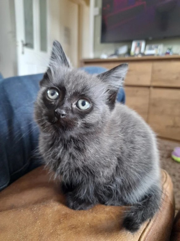 cute news animal tier katze cat

https://www.reddit.com/r/cats/comments/x1mc7m/really_dont_want_another_cat_but_this_showed_up/