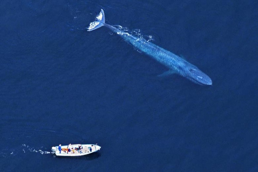 Mit einer Länge von bis zu 35 Metern und einem Gewicht von bis zu 190 Tonnen ist der Blauwal das grösste Tier, das jemals auf der Erde lebte.