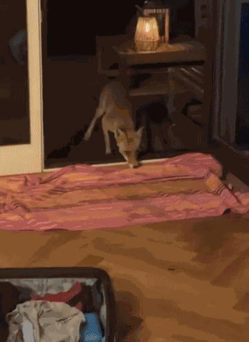 Animiertes GIF