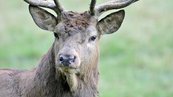 Rauszeit Tierbeobachtungen Hirsch Champery