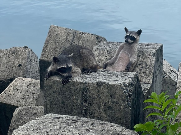 cute news tier raccoon

https://www.reddit.com/r/Raccoons/comments/152xdki/psbattle_raccoons_on_rocks/