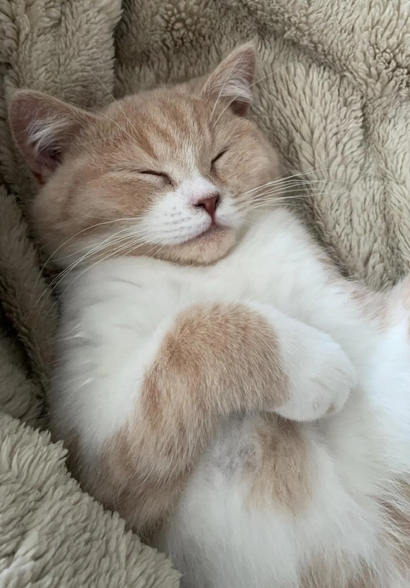 cute news tier katze

https://www.reddit.com/r/aww/comments/1m68gtf/he_sleeps_like_someone_whos_seen_too_much/