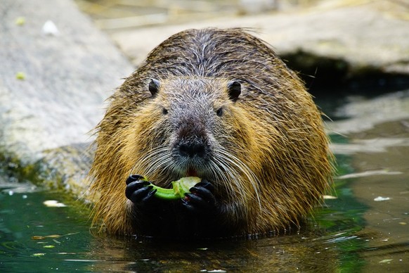 Nutria, Biberratte