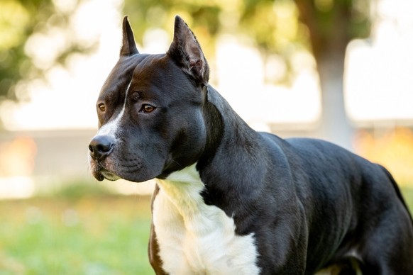 American Staffordshire Terrier