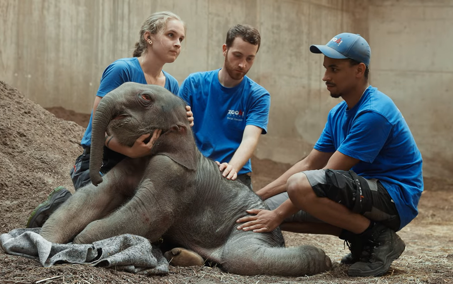 Tragödie im Zürcher Zoo: Elefantenbaby kurz nach Geburt eingeschläfert