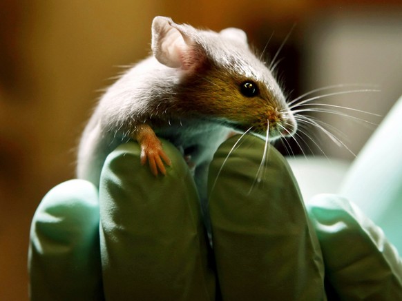Eine Labor-Maus. Anfang Februar lancierte die Landesregierung das neue Nationale Forschungsprogramm «Advancing 3R – Tiere, Forschung und Gesellschaft» (NFP 79), damit sollen auch Tierversuche reduziert werden. 