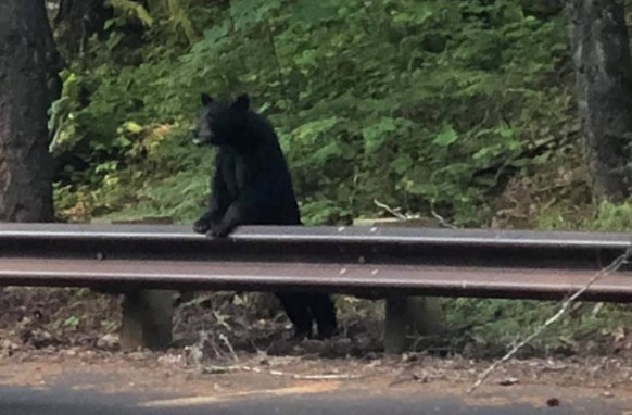 Der Bär sucht am Rande des Highways nach Futter.