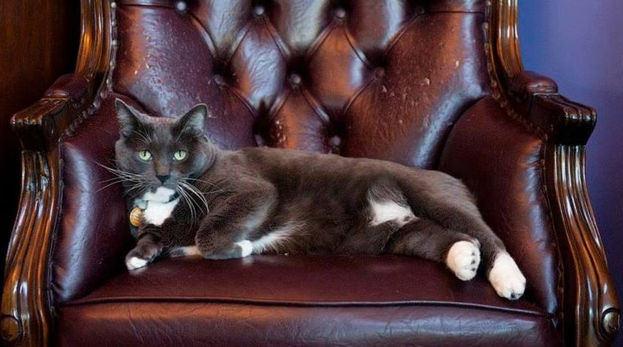 In this undated photo provided by The Armstrong Hotel, a cat named Oreo sits in a chair at The Armstrong Hotel, where he lives and serves as a kind of beloved mascot, in Fort Collins, Colo. A search i ...