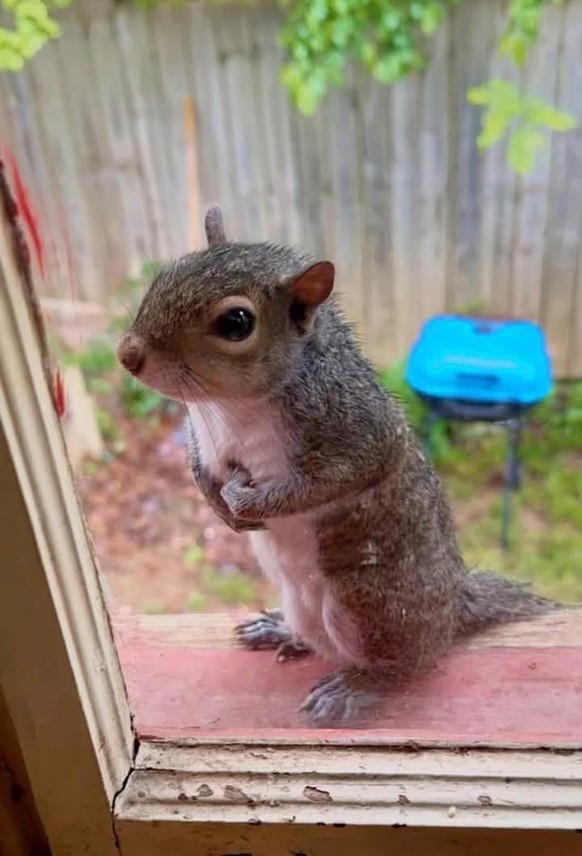 cute news tier eichhörnchen

https://www.reddit.com/r/squirrels/comments/1laqh0y/a_baby_squirrel_saved_now_shes_demanding_peanuts/
