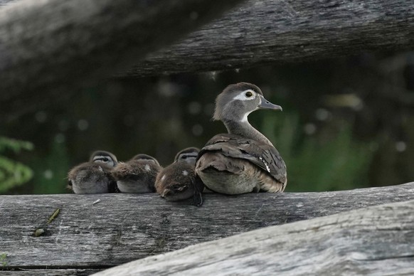 nice news animal duck https://imgur.com/t/aww/jxj48sa