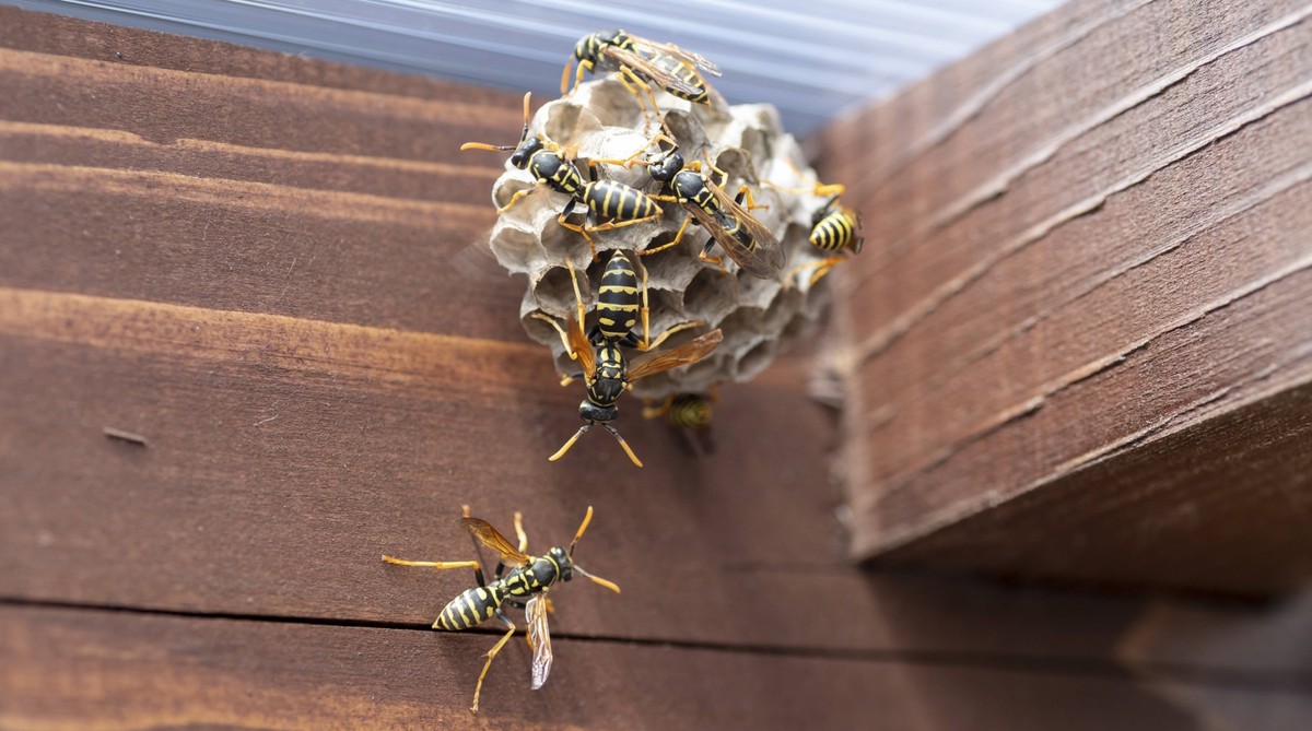 Europ�ische Wespe Vespula germanica beim Bau eines Nestes zur Gr�ndung einer neuen Kolonie European wasp Vespula germanica building a nest to start a new colony Copyright: xZoonar.com/StefanxSutkax 22 ...