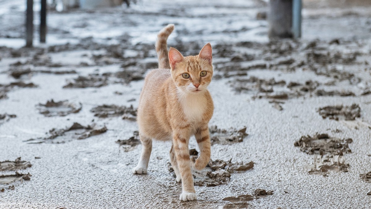 epa10848232 A cat walks across a mud-covered road in coastal port city of Volos, in Magnesia regional unit, Thessaly region, after storm 'Daniel' swept across central Greece, 08 September 20 ...