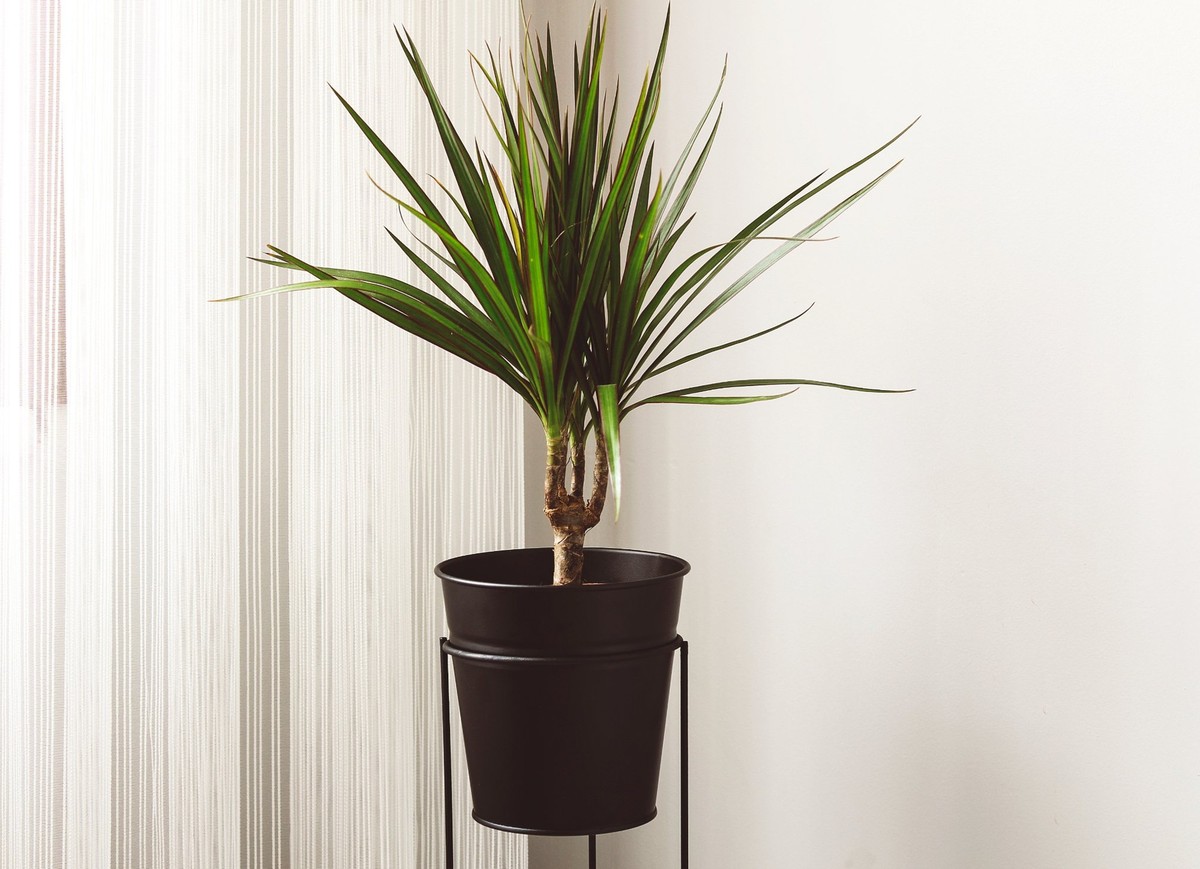 Dracaena marginata