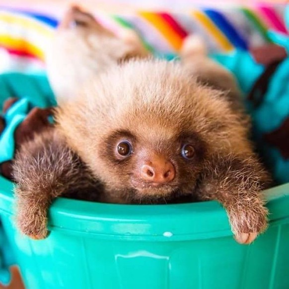 cute news tier sloth

https://imgur.com/t/wholesome/cliim7y