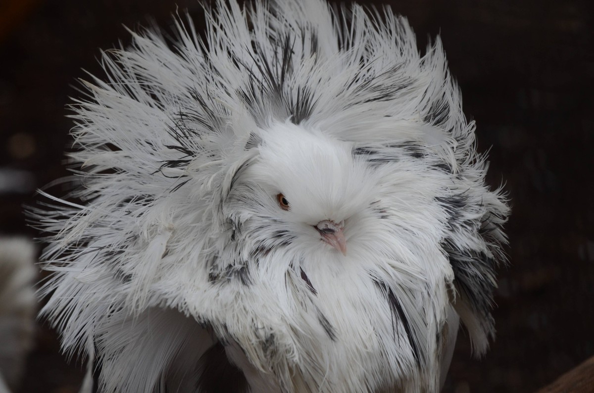 Jan. 4, 2016 - Madrid, Madrid, Spain - A Jacobin pigeon pictured with its feathered hood agitated by wind at Madrid zoo, where the strong gusts of wind reached 70 kilometres an hour during the afterno ...