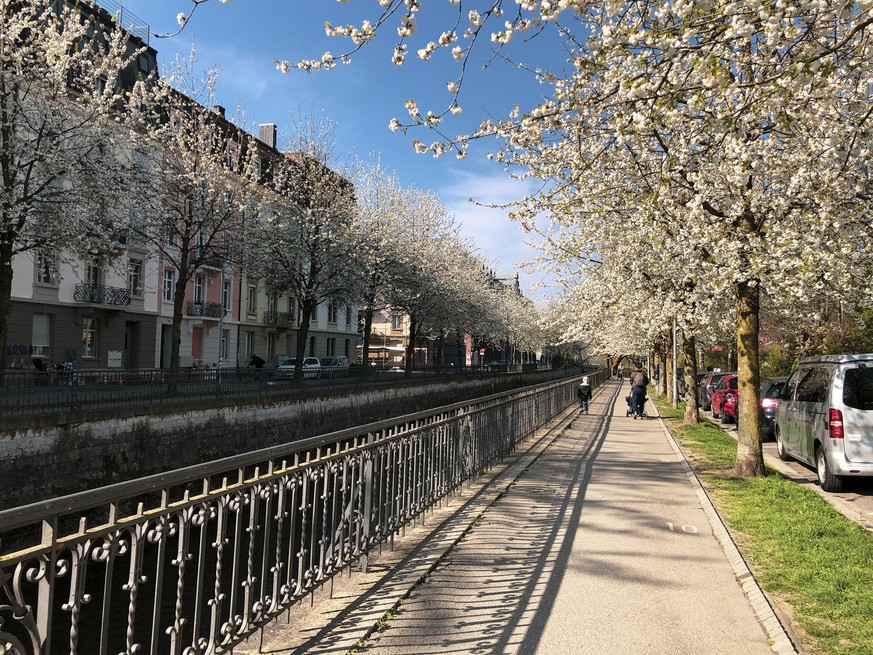 White Cerasus serrulata tree along the canal at downtown Biel, Bern Canton, Switzerland Unterer Quai, Biel Rauszeit