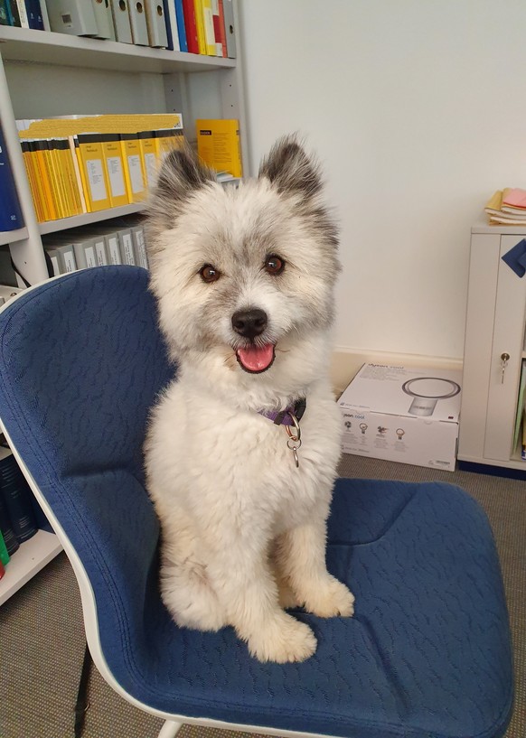 «Die stinken wie Iltisse» – der Chef duldet keine Hunde im Büro 
Mein Chef ist cooler!